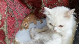 ADORABLE KITTENS Surprisingly Approach CAT MOM For Milk 2024 [upl. by Bisset]