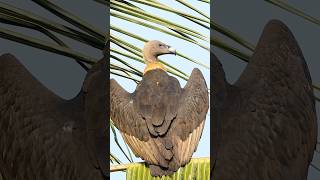 Vulture 😍👀🐓🥚🌀❤️ ❣️ birds kozhi saranfarm rarespecies salem lake vultures [upl. by Brannon]