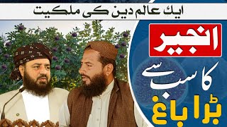 Pakistan me Anjeer ka Sab sy bara bagh dhoond nikala  jo ek Alim e deen ki malkiyat hai [upl. by Notgnillew617]