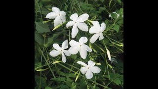 776  Grow amp care Chameli Jasmine Grandiflora Royal Jasmine Janti Spanish or Italian Jaismine [upl. by Earehs]