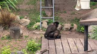 BlackCapped Capuchin  Monkey  Mating [upl. by Hillinck]