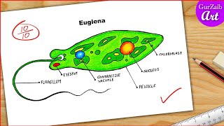 Euglena Diagram drawing CBSE  easy way  Labeled Science projects  for beginners [upl. by Stephana]