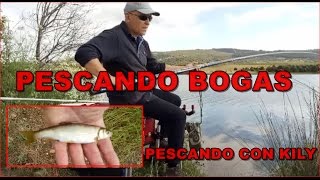 PESCANDO BOGAS LA BOGA DEL TAJO [upl. by Kipton]