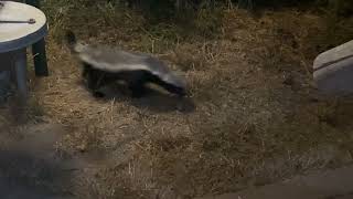 Honey Badgers at Tamboti Tented camp Kruger National Park [upl. by Winebaum]