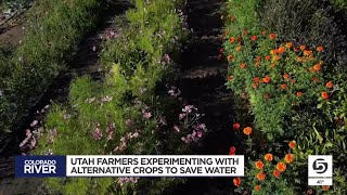 How unconventional crops could save water — and reshape Utah farming [upl. by Justicz]