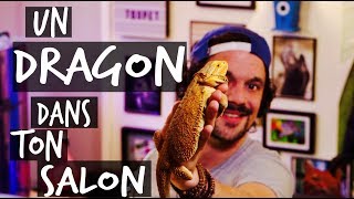 MON PREMIER LEZARD  UN DRAGON DANS TON SALON  TOOPET [upl. by Alleoj]