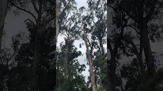 Drop another block off tree top mountain gum removal [upl. by Aierbma]