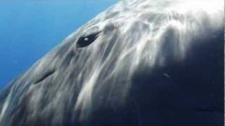 Sperm Whale Greeting [upl. by Bajaj]