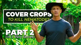 Defeating Nematodes with Cover Crops [upl. by Lavro]