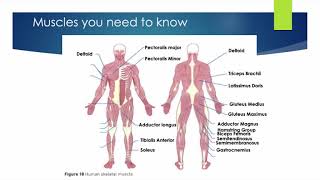 ALevel PE  Agonists Antagonists amp Types of Muscle Contractions [upl. by Lednik]