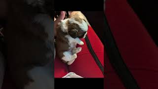 The Shihtzu puppies are 3 weeks old today puppy shihtzu smalldogbreed smalldog lapdog [upl. by Ricketts]