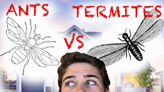 Flying Ants VS Flying Termites AKA Swarmers [upl. by Yetak807]