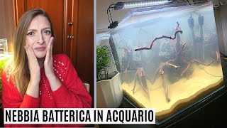 NEBBIA BATTERICA in acquario E dannosa Cosa fare 😱 [upl. by Kilroy]