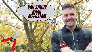 Zelf een Meerstammige Struik Maken Zo Doe Je Dat [upl. by Ayamat]