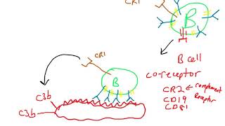 B cell coreceptor [upl. by Eiten]