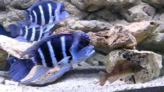 Cyphotilapia gibberosa blue Zaire Moba [upl. by Kcarb]