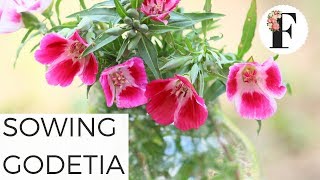 Garden Quickie Sowing Godetia Seeds Cut Flower Farm Gardening for Beginners Growing Flowers Seed [upl. by Brien]