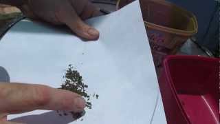 How to save Lettuce Lactuca sativa seed [upl. by Levana]