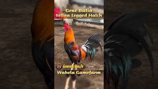 Yellow Legged Hatch gamefowlviralph gamefowlbreeder gamefowlbreed [upl. by Aneelad]