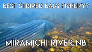 Perhaps the Best Striped Bass Fishing on the East Coast  New Brunswick [upl. by Aramaj]