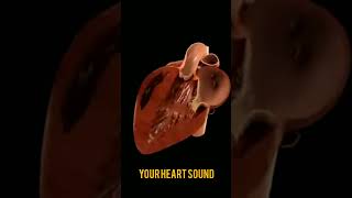 HEART BEAT SOUND  ANATOMY OF HEART  Understanding Heart Murmurs  Cardiologist HeartSounds [upl. by Ireland]