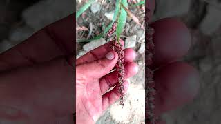 Red🌾Millet In The Garden shortvideo shorts short trending agriculture agriculturefarming 4k [upl. by Had69]