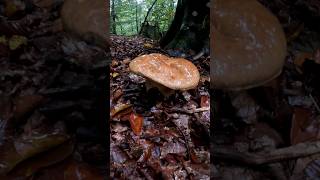 Porcini🍄Boletus Reticulatus11102024rainy day mushroom wildmushrooms grzyby short fungi [upl. by Teeniv598]