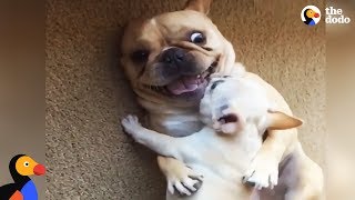 Hilarious French Bulldog Gets New Baby Brother  The Dodo [upl. by Eleynad]