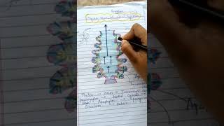 sycon type canal system 👍 [upl. by Sibley]