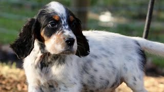 English setter puppies englishsetter [upl. by Namyaw966]