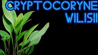 Cryptocoryne Willisii [upl. by Bywaters618]