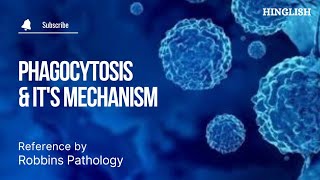 Phagocytosis  Mechanism of Phagocytosis [upl. by Perlman]