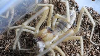 東京生き物図鑑 イエロージャイアントヒヨケムシの捕食シーン（a camel spider eating a cricket） [upl. by Zoa347]