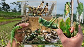 Hunting aggressive reptiles‼️catch green cicada giant grasshopper tree snake mane chameleon [upl. by Orest722]