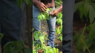 Blue Berry Plants In Telugu  Fruit Plants In Telugu  Ashok Chakra Nursery  Kadiyam Abbai [upl. by Gloria65]