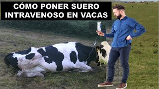 Cómo aplicar un suero intravenoso en bovinos DiscoveryMundo ciencia veterinaria [upl. by Bartholomeo]