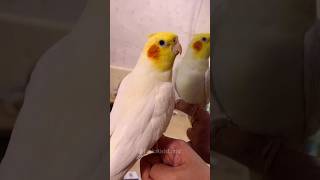 Adorable Singing Cockatiel cockatielscraze cockatiel birdsinging [upl. by Boulanger]