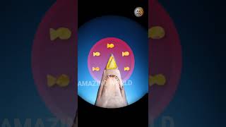 Why hammerhead shark 🦈 have Hamer like head shortsfeed facts [upl. by Dolphin]