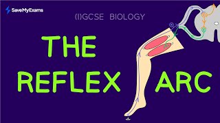 Lower Limb Reflex Tests including Babinski and Clonus  Clinical Physio [upl. by Nylecaj]