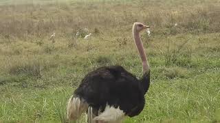 Struthio camelus  Avestruz  Ostrich [upl. by Aible]