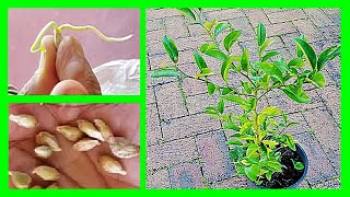 How to Grow Orange Tree from Seeds At Home Grow Orange Tree From Orange [upl. by Tarsuss]