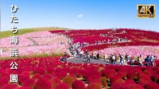 青空と赤色に染まる丘 コチアは圧巻です 国営ひたち海浜公園  japantravel travel 4khdr [upl. by Christianity]