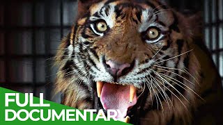 The Sumatran Tiger  The Last of Their Kind  Free Documentary Nature [upl. by Colligan]