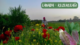 LABADA Rumex obtusifolius L  KUZUKULAĞI OTU Rumex acetosa L  Yenen Yabani Otlar [upl. by Lletnahc]