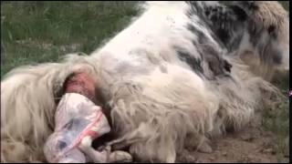 Yak Birth in Mongolia [upl. by Julianna]