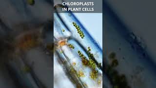 Chloroplasts in Plant Cells [upl. by Enimrac827]