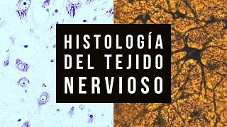 Histologia del Tejido nervioso práctico [upl. by Xyla352]