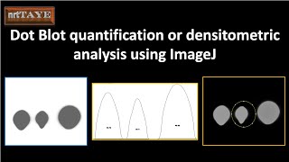 Dot Blot quantification or densitometric analysis using ImageJ [upl. by Nomahs]