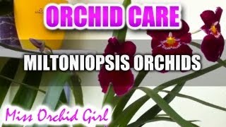 Orchid Care  Miltoniopsis Orchids [upl. by Anirbed996]