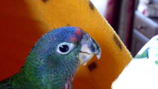 アケボノインコ「アケミちゃん」の挿し餌 Blueheaded Pianus Baby [upl. by Corella]